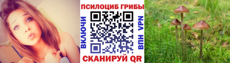 Купить  Краснообск  Галлюциногенные грибы Psilocybe 